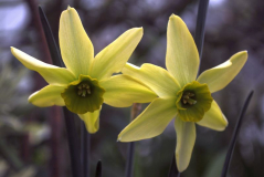 Narcissus 'Viridiflora'
