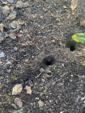 Löcher im Garten