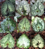 Cyclamen cyprium