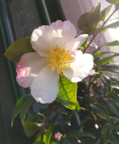 Camellia sasanqua Fukuzutsumi