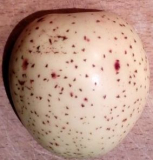 Welcher Apfel