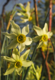 Narcissus 'Viridiflora'