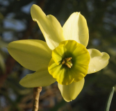 Narcissus 'Viridiflora'
