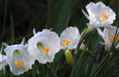 Narcissus 'Nylon'