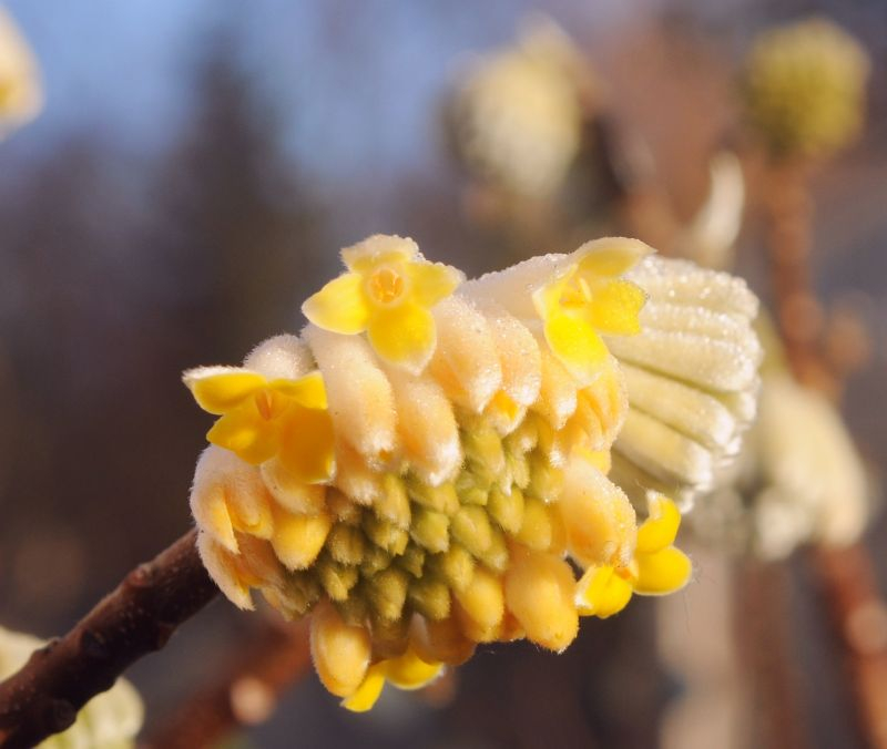 Edgeworthia chrysantha