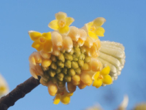 Edgeworthia chrysantha
