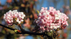 Viburnum x bodnantense 'Dawn'