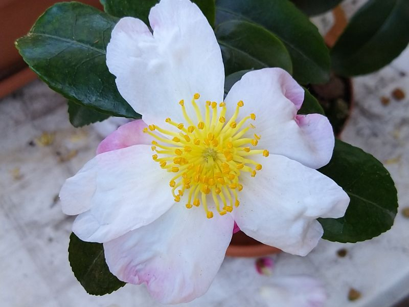 Camellia sasanqua Fukuzutsumi