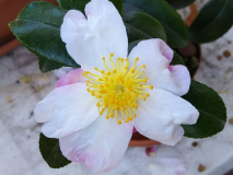 Camellia sasanqua Fukuzutsumi