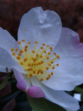 Camellia sasanqua Fukuzutsumi