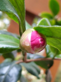 Camellia sasanqua Fukuzutsumi
