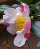 Camellia sasanqua Fukuzutsumi