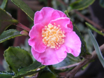 Kamelie "Winter's Sunset" Blüte