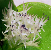 Massonia