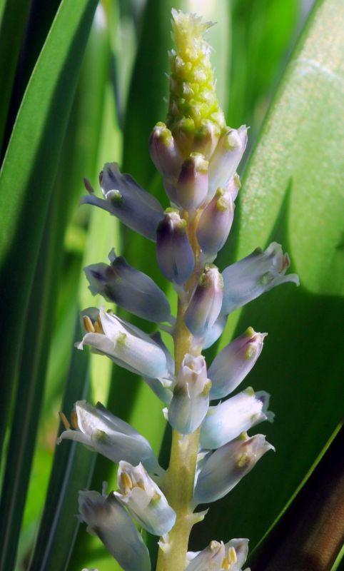 Lachenalia unicolor