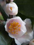 Kamelie "Rosiflora Cascade"