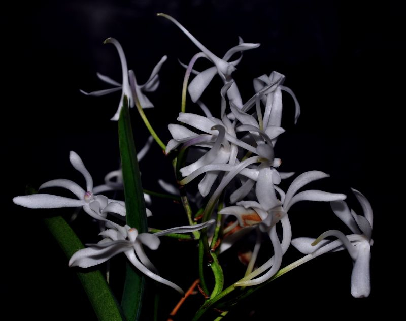 Neostylis Lou Sneary x Rhynchostylis coelestis