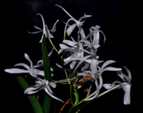 Neostylis Lou Sneary x Rhynchostylis coelestis