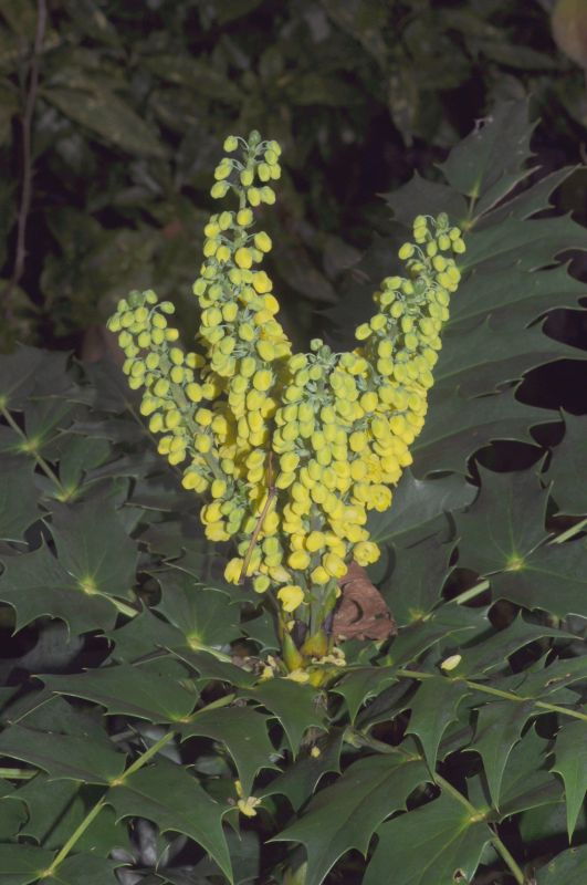 Mahonia x media Winter Sun