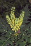 Mahonia x media Winter Sun
