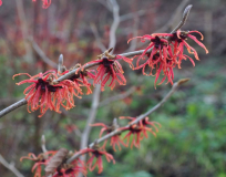 Hamamelis x intermedia Feuerzauber