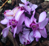 Cyclamen elegans