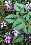 Cyclamen elegans