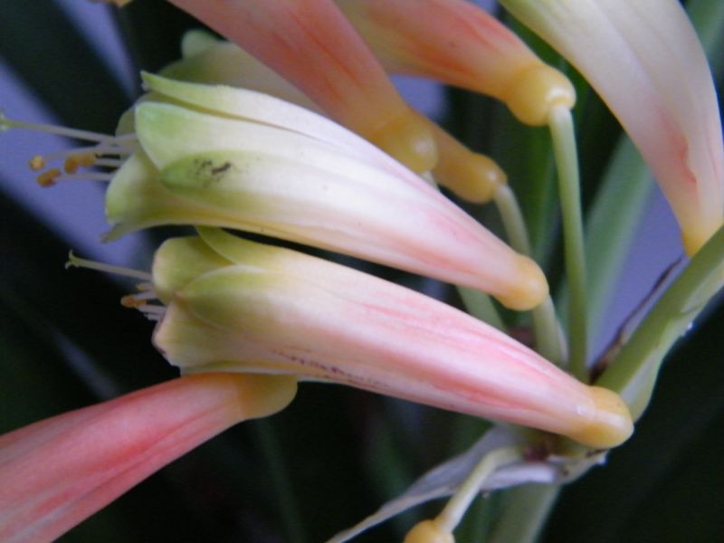 Clivia gardenii