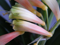 Clivia gardenii