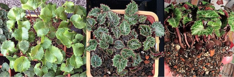 Cyclamen persicum