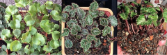 Cyclamen persicum