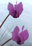 Cyclamen purpurascens