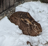 Hase