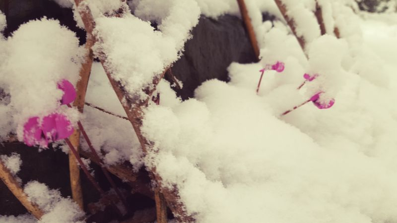Cyclamen coum mit Schneehaube. Feb 21