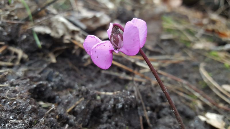 Cyclamen coum. Feb 21