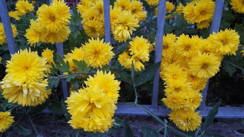 Oktober 21, unbekannte Winteraster , bei Spaziergang durch Käthe Kollwitz Str., HB Lesum gesehen