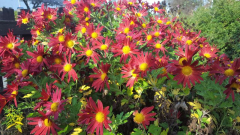 Chrysantheme in der Richthofenstr., Ecke Blumenkamp