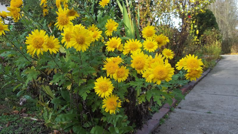 Gelbe Chrysantheme, Richthofenstr., Sankt  Magnus
