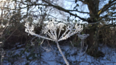 Bärenklau, bei minus 7 Grad, am Lesumufer