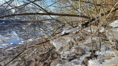 Eisformationen im Ufergestrüpp