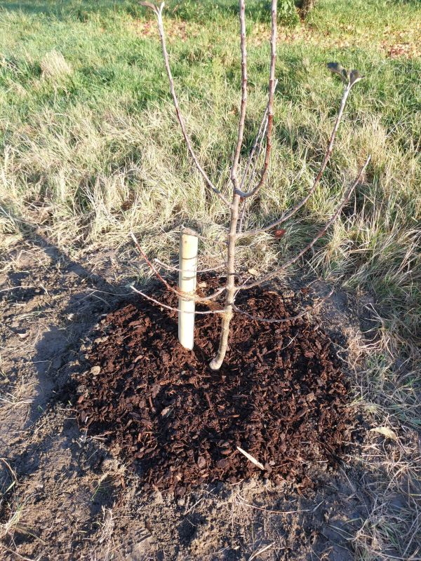 Mein erster Apfelbaum 2