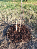 Mein erster Apfelbaum 2