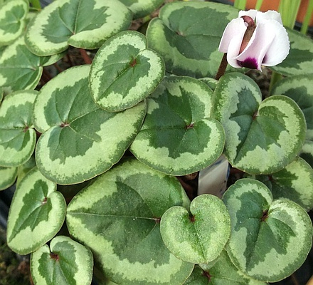 Cyclamen coum