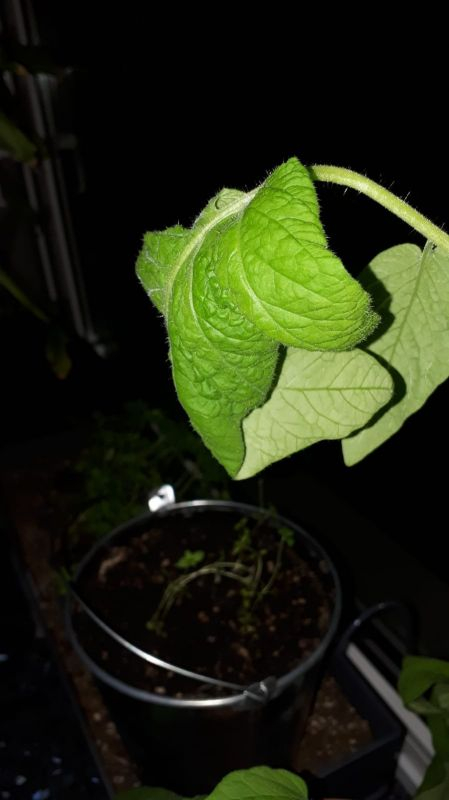 Tomatenblätter
