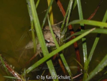 Springfrosch