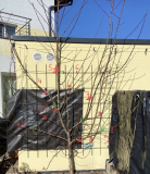 Pfirsichspalier - Feb21