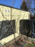 Pfirsichspalier - Feb21 - 2