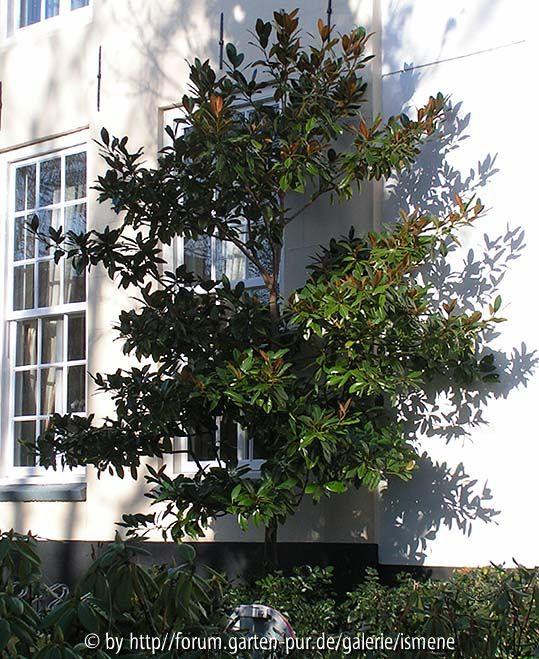 Magnolia grandiflora