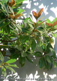Magnolia grandiflora Laub