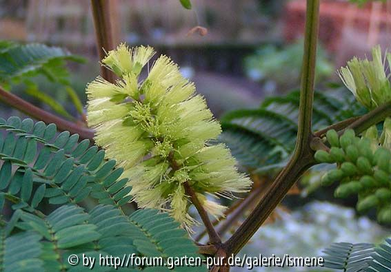 Albizia lophantha